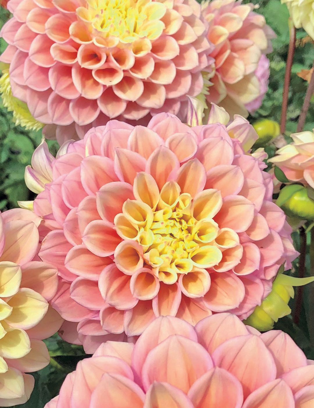Dahlia beautiful flowers pink and yellow