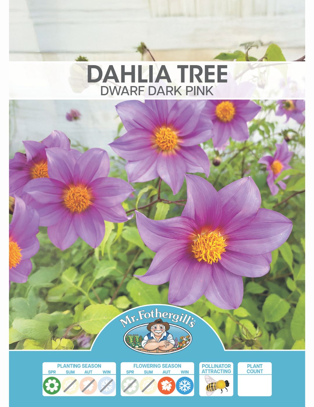 Dahlia Tree Dwarf Dark Pink (Season: Aug-Sep)