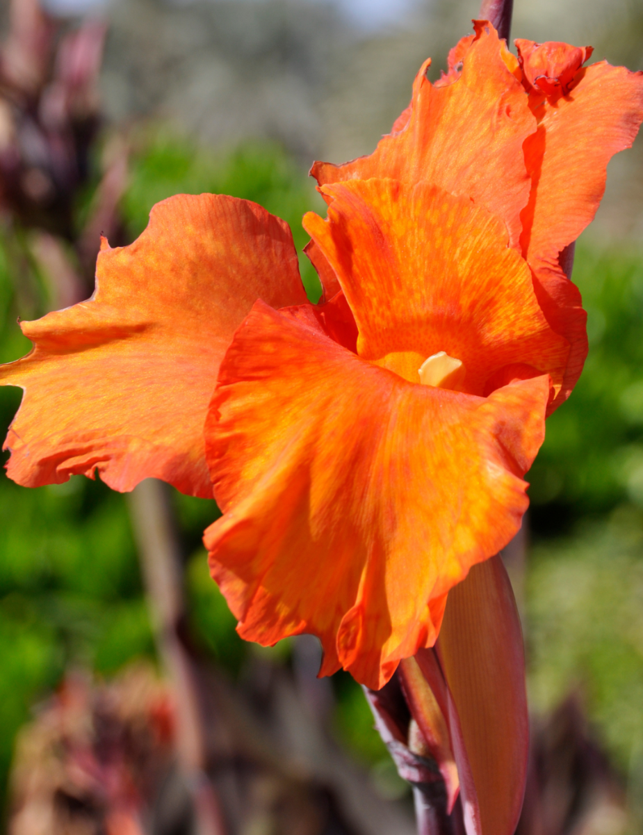 Canna Lily Wyoming (season: Winter)