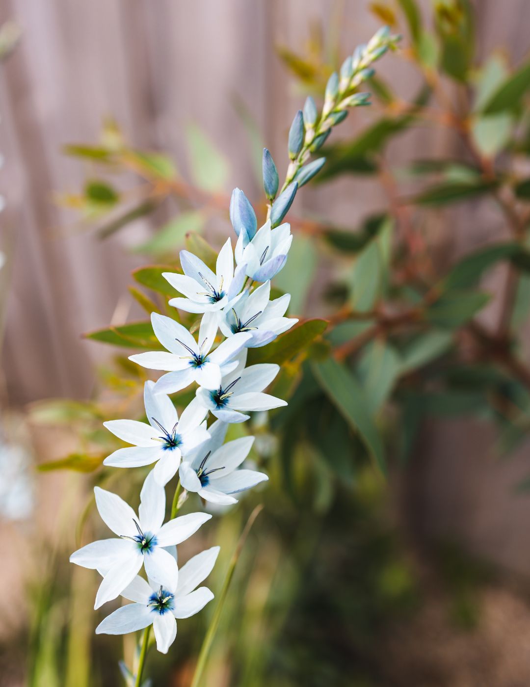 Ixia Blue Bulbs