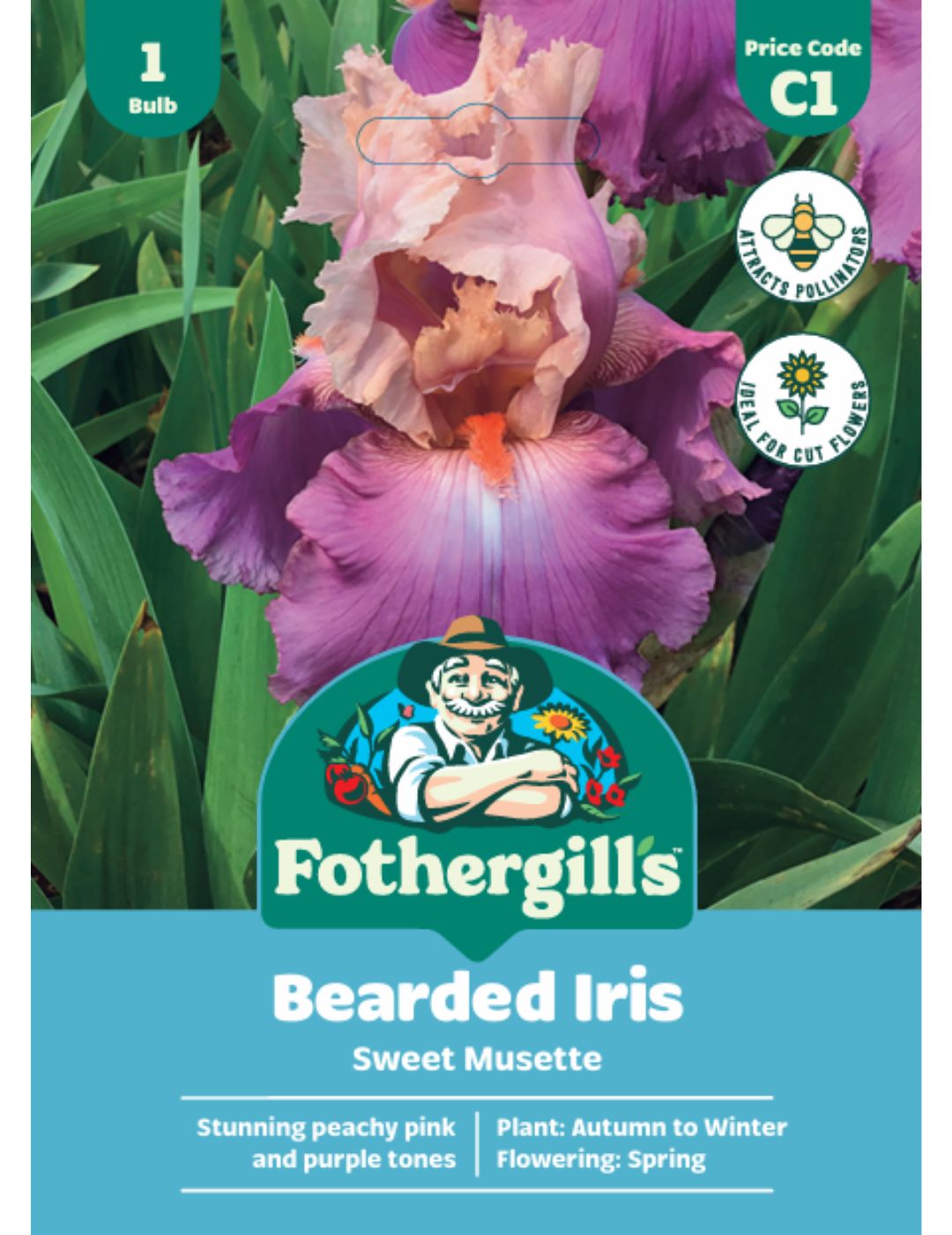 Bearded Iris Sweet Musette (Season: Winter)