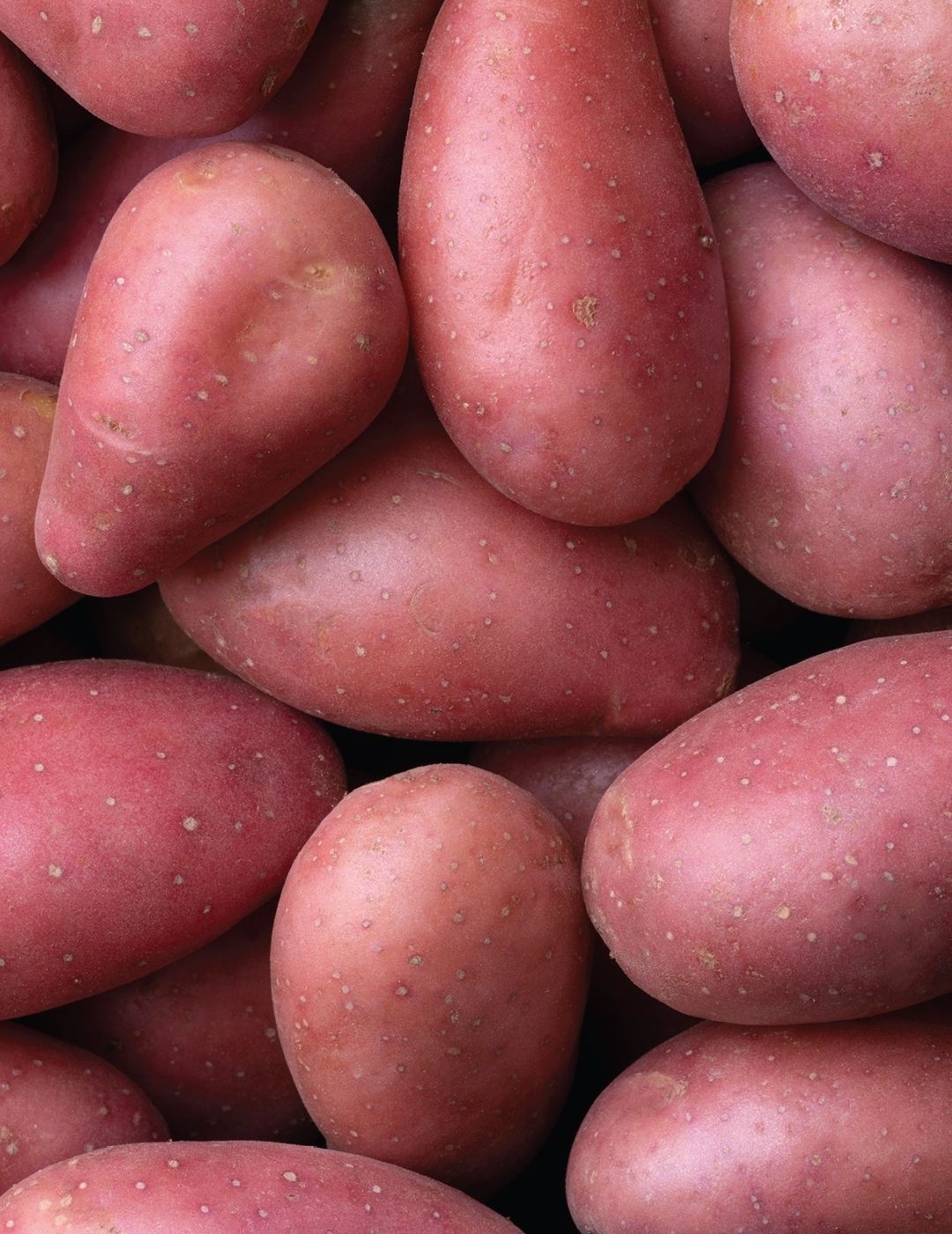 Potato Red Lady 500g Bag