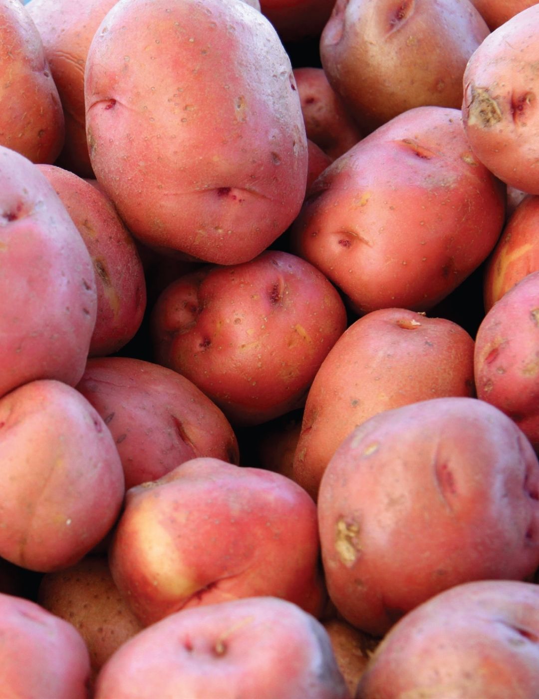 Potato Ruby Lou 500g bag