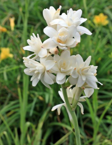 Tuberoses 'Cream' (Season:Aug-Sep)
