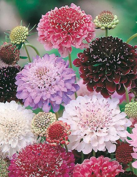 Pincushion Flower (Tall Double Mix)