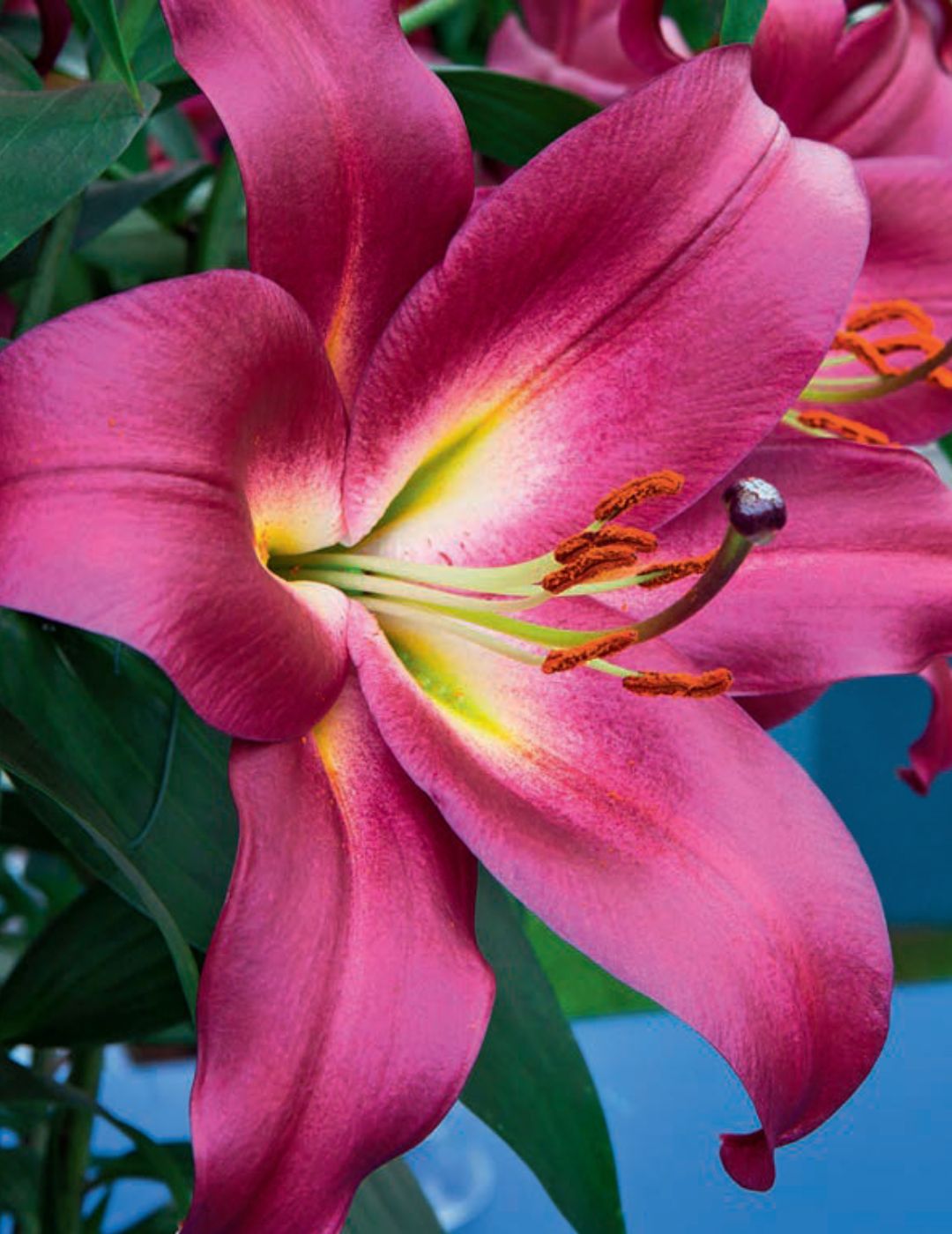 Tree Lily Mussasi (season: Aug-Sep)