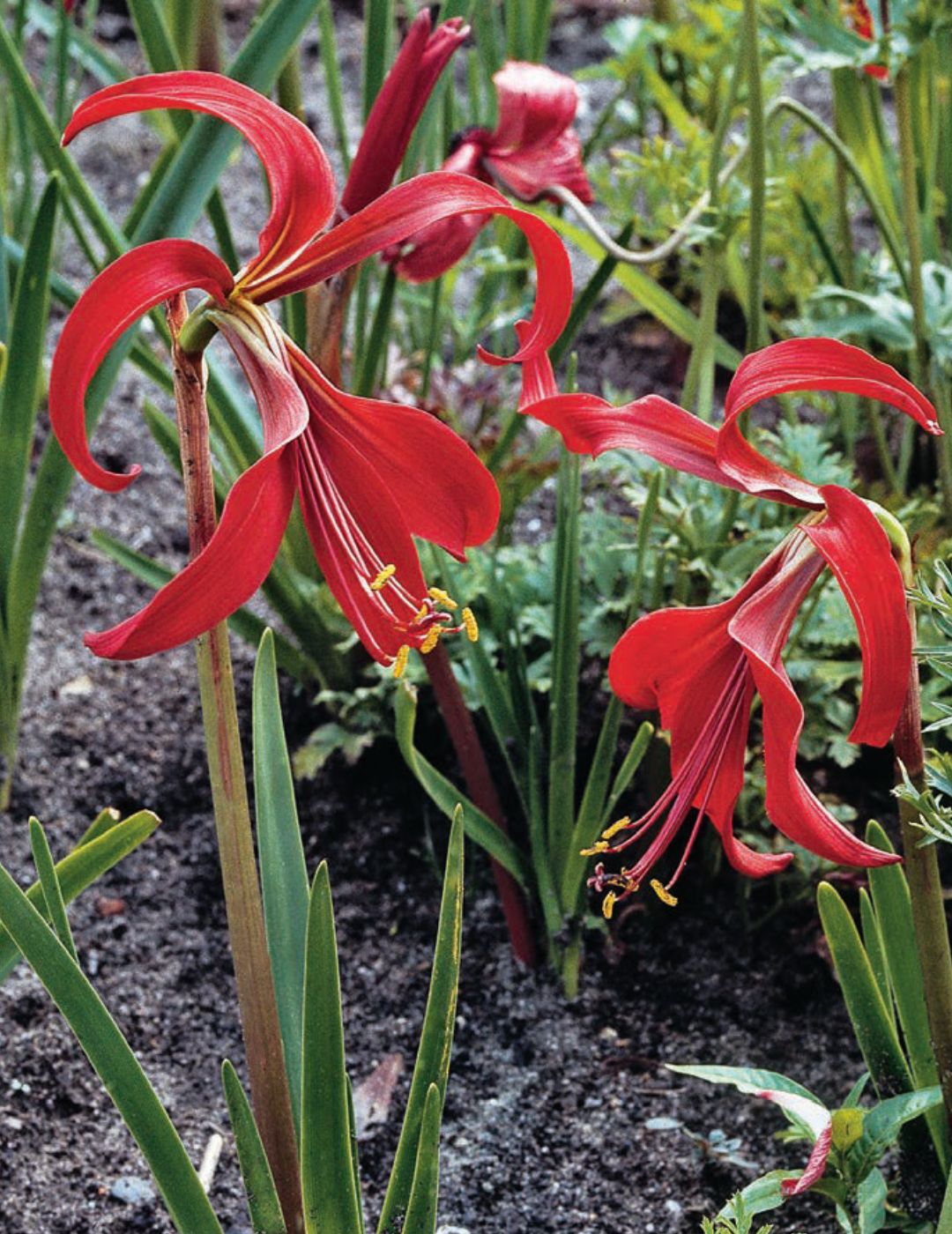 Sprekelia Jacobean Lily (Winter Season)