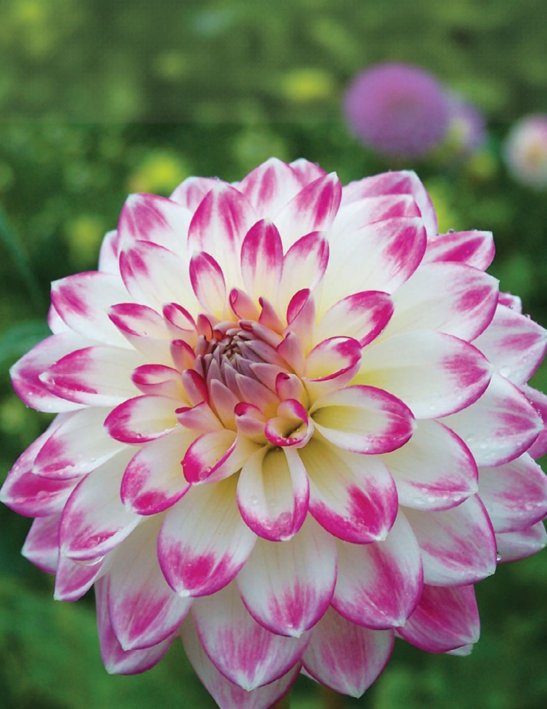 Dahlia Lollipop (season:Aug-Sep)