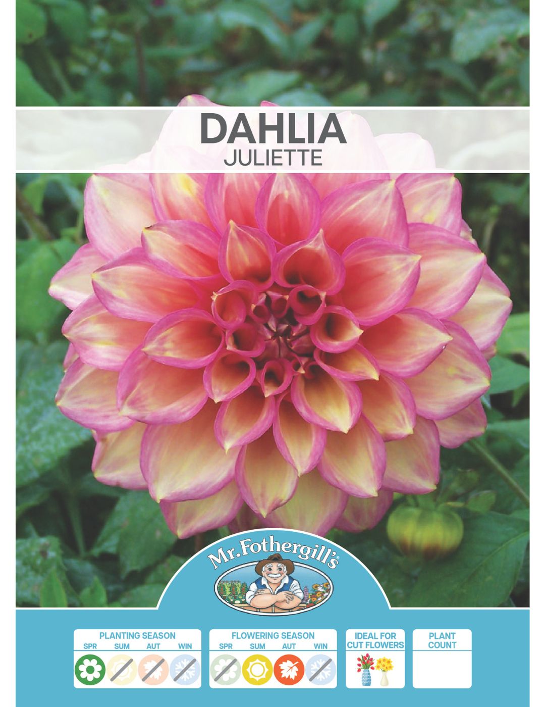 Dahlia Juliette (season:Aug-Sep)