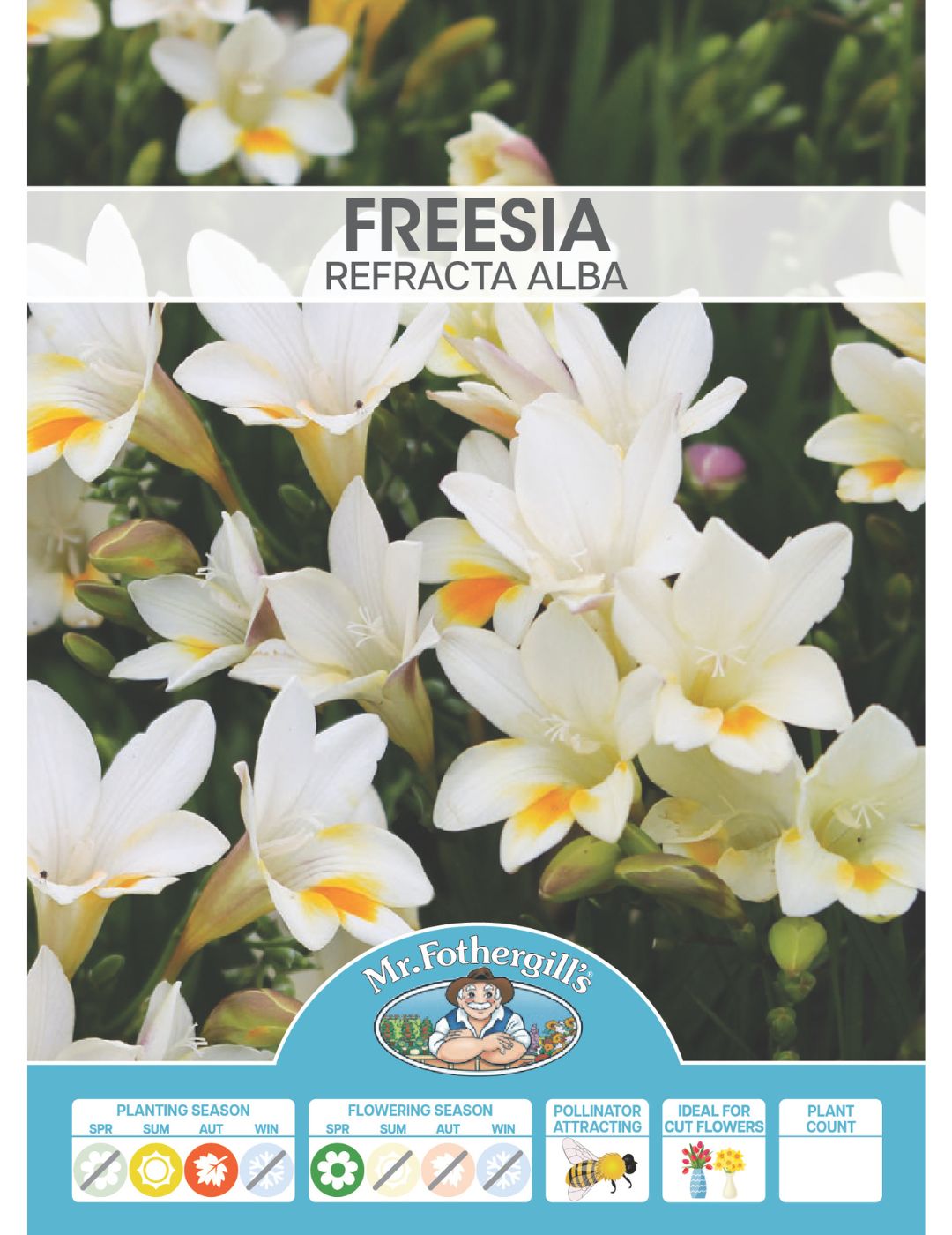 Freesia Refracta Alba Bulbs