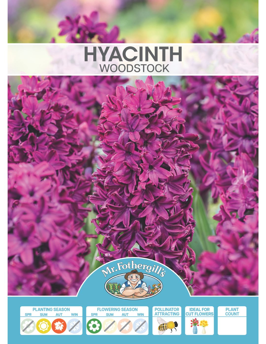 Hyacinth Woodstock Bulbs