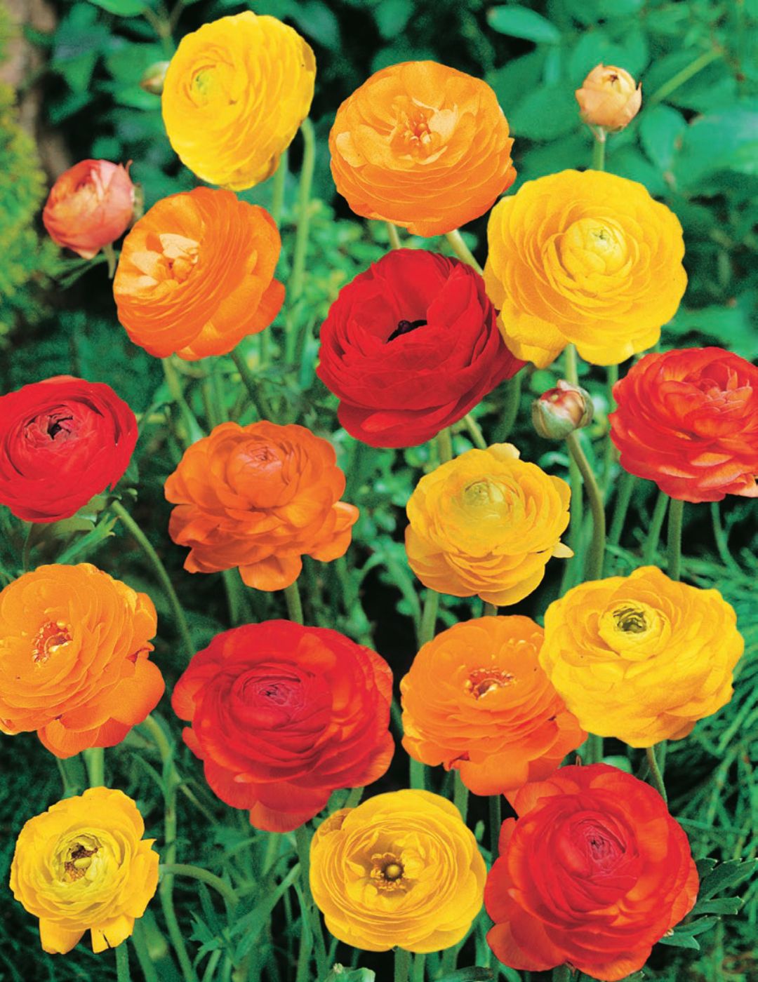Sunset Mixed Ranunculus Bulbs| Mr Fothergill's