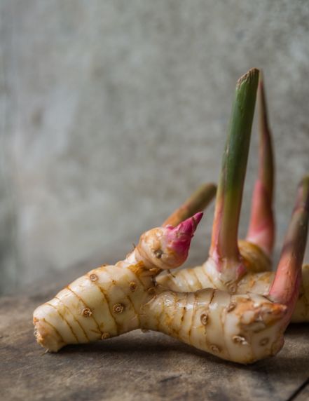 Galangal Rhizome