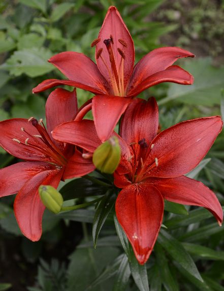 Lilium Forza (Red) (season: Winter)