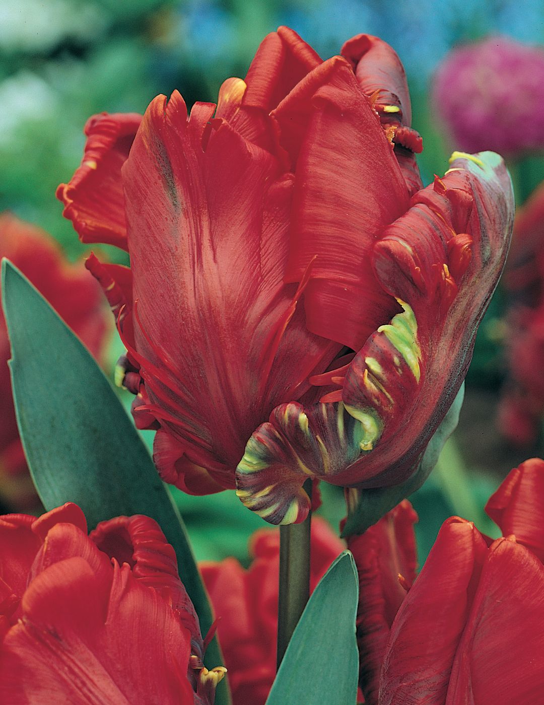 Parrot Rococo Tulip Bulbs | Mr Fothergill's