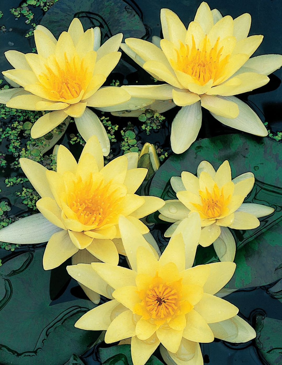 Water Lily Chromatella (season:Aug-Sep) NOT WA