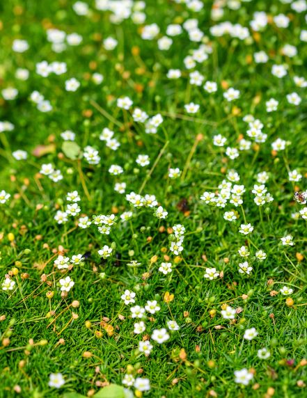 Irish Moss Seeds