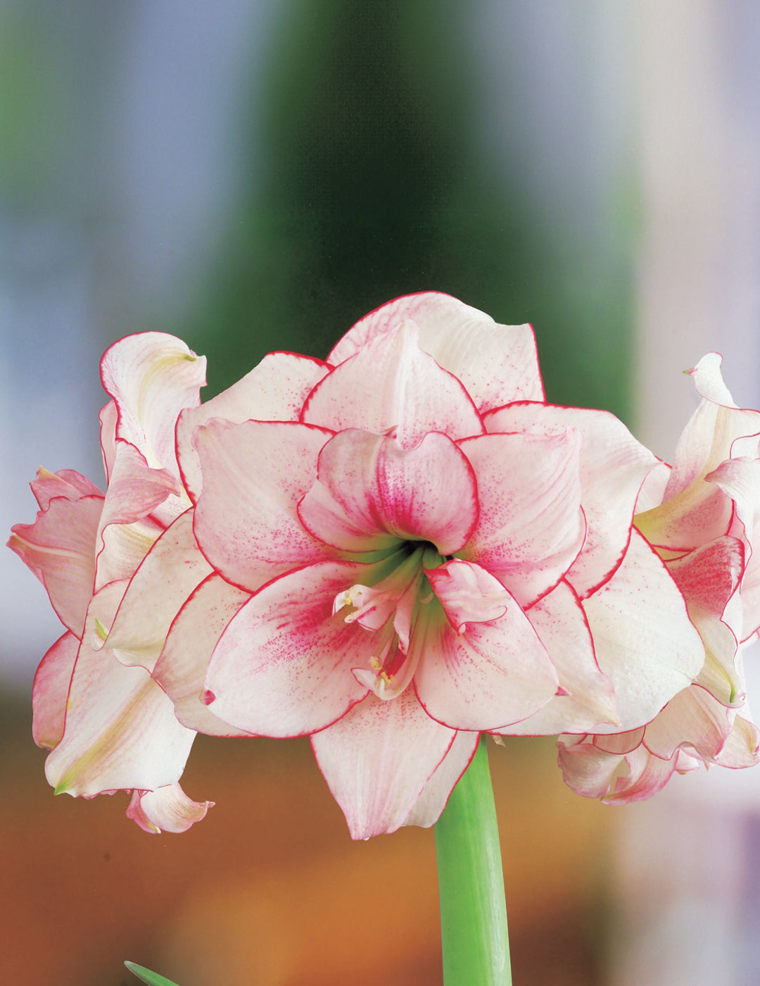 Hippeastrum Elvas (Season: Aug-Sep)