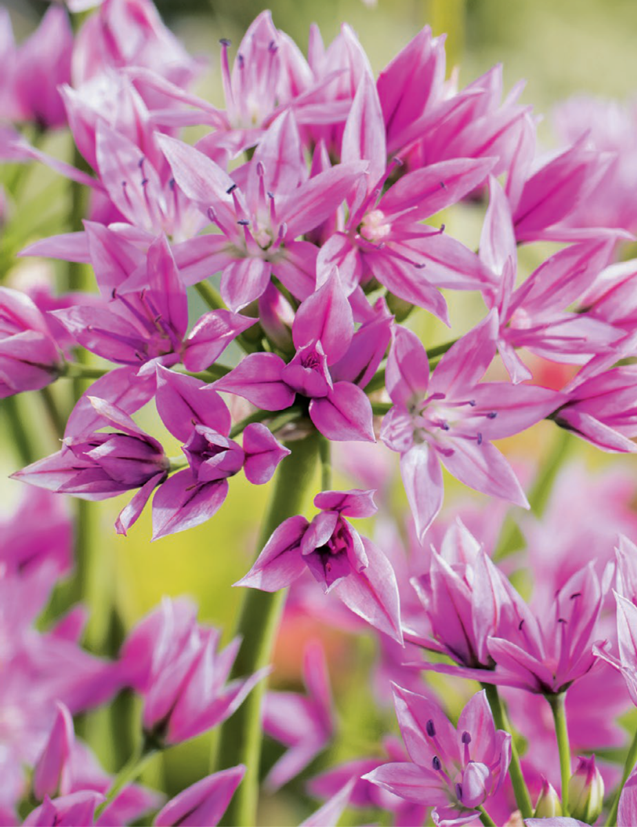 Allium Pink Perfection