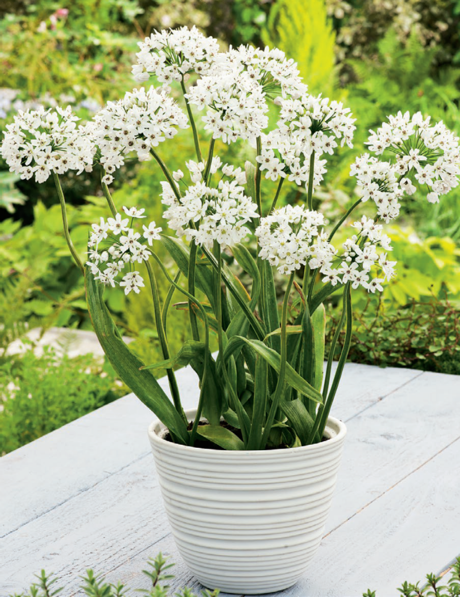 Allium White Cloud