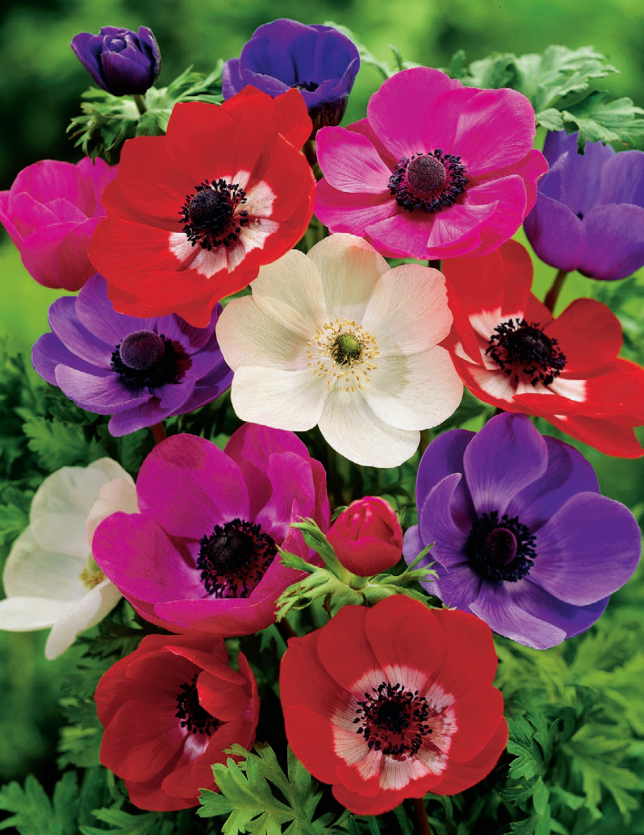 Anemone de Caen Mixed Bulbs