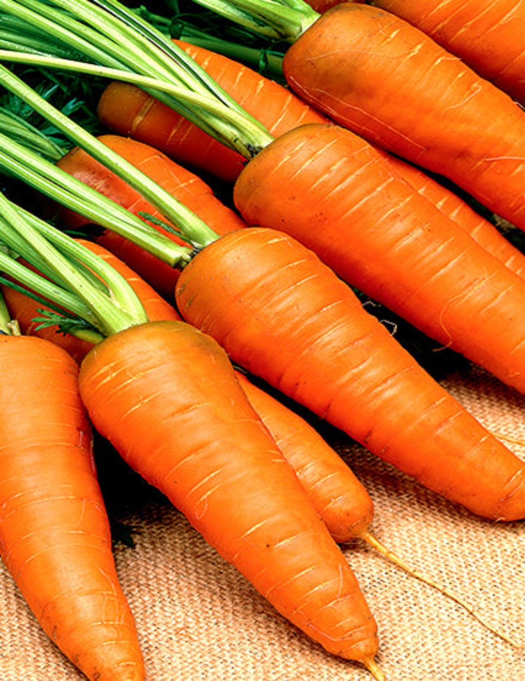 Carrot Kuroda (Thanks A Bunch)