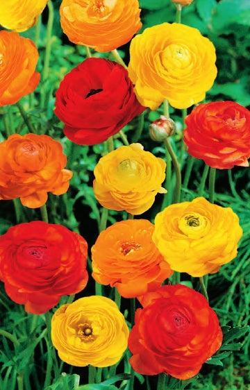 Ranunculus Sunset Mixed Seeds | Mr Fothergill's Seeds