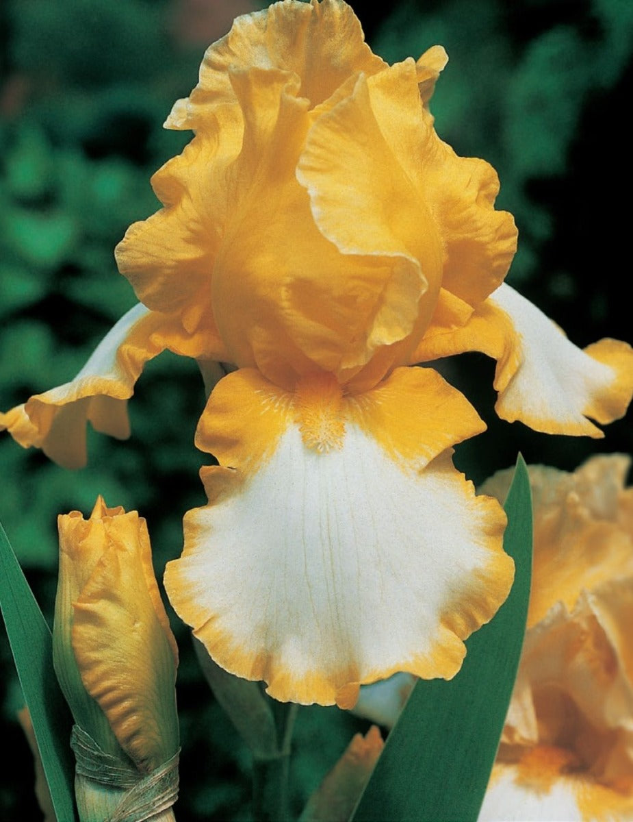 Bearded Iris Light Beam (Season: Winter)