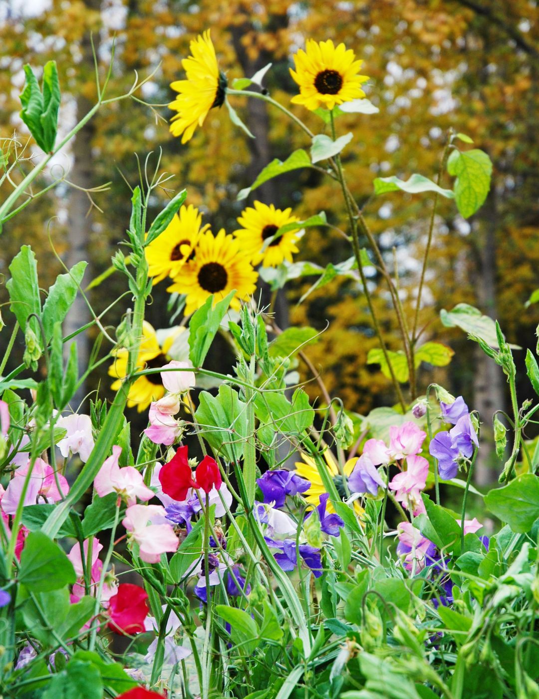 Beginner Flower Seed Bundle