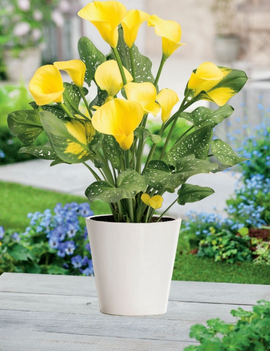 Calla Lily Pot of Gold (Season: Winter)