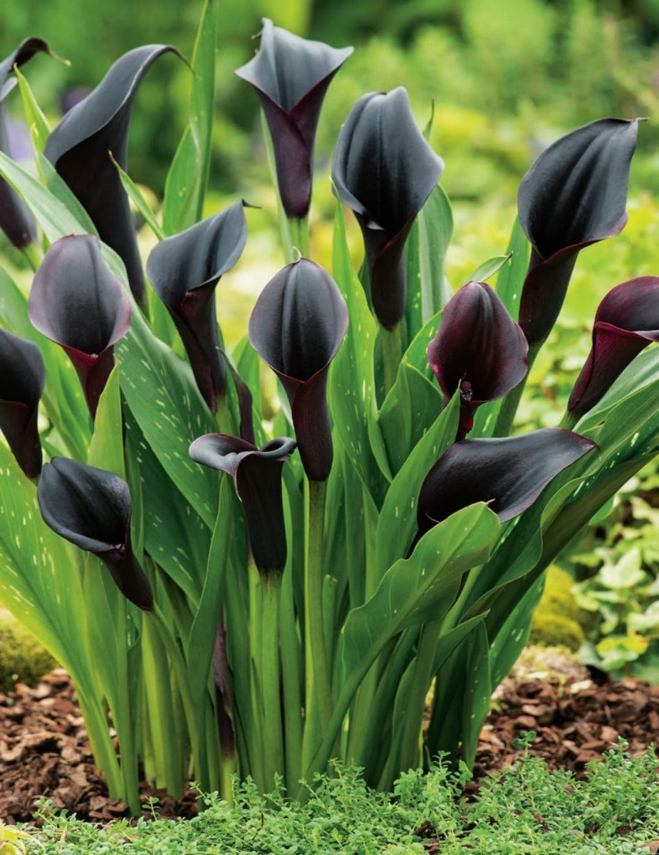 Calla Lily Odessa (Season: Aug-Sep)