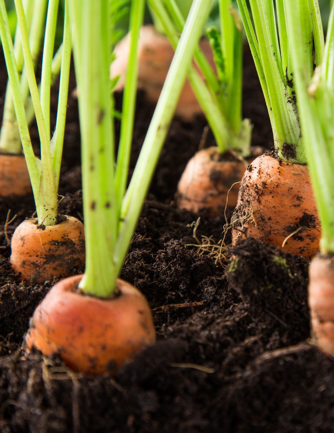 The Ultimate Carrot Companion Planting Bundle