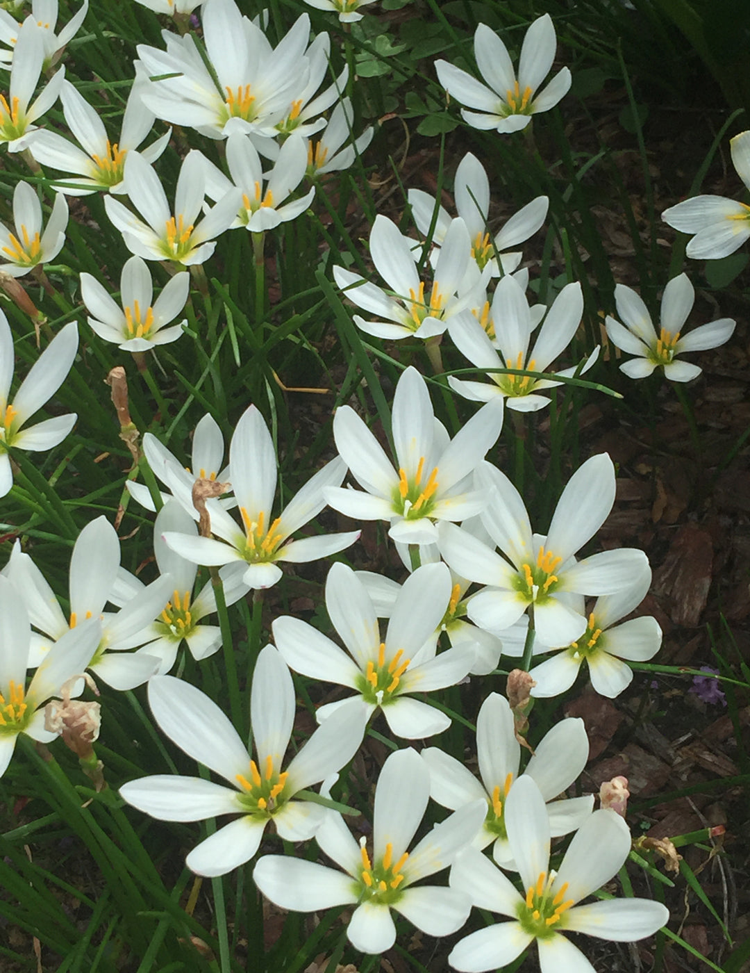 Autumn Crocus White Bulbs