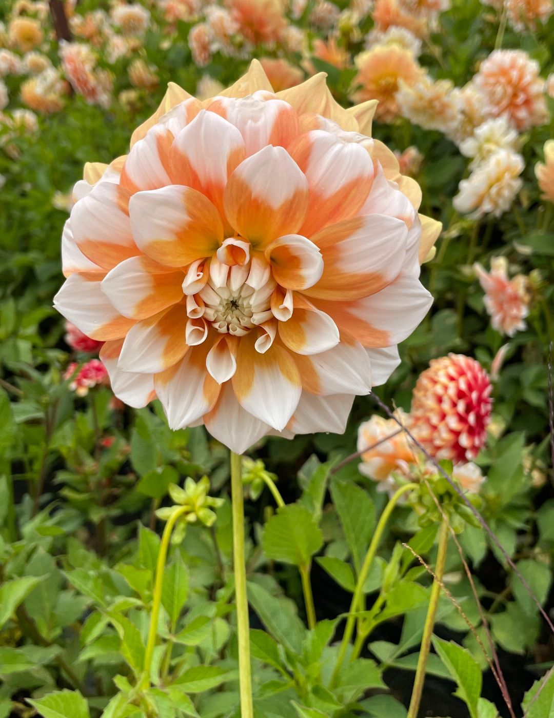 Dahlia Cornflake (Season: Aug-Sep)