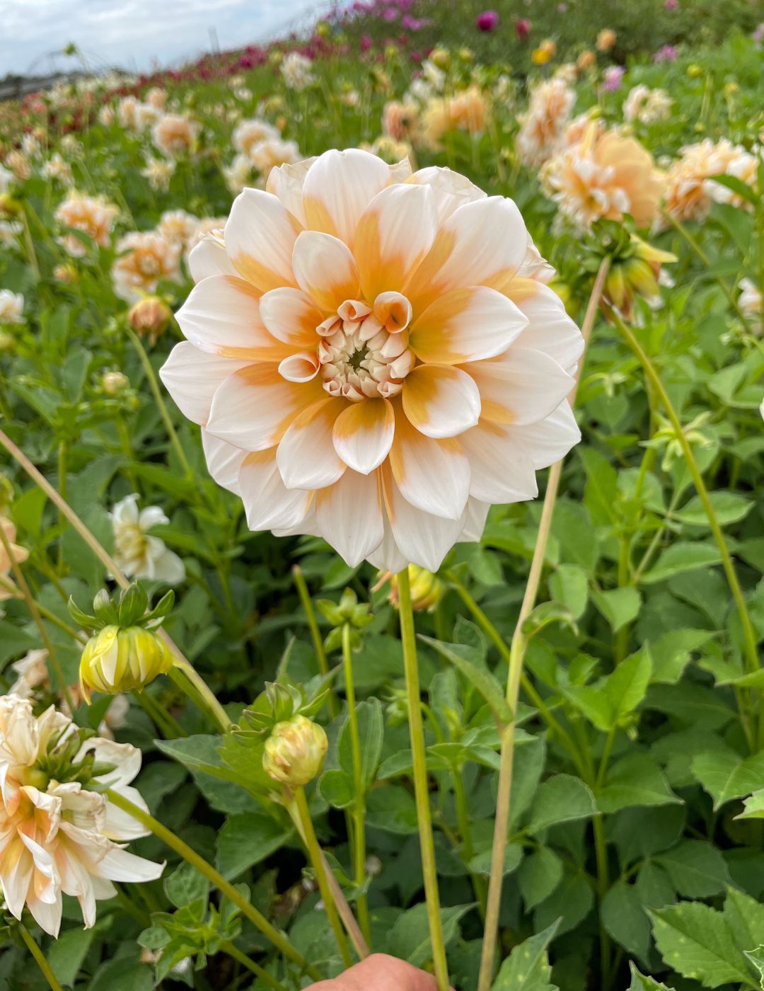 Dahlia Cornflake (Season: Aug-Sep)