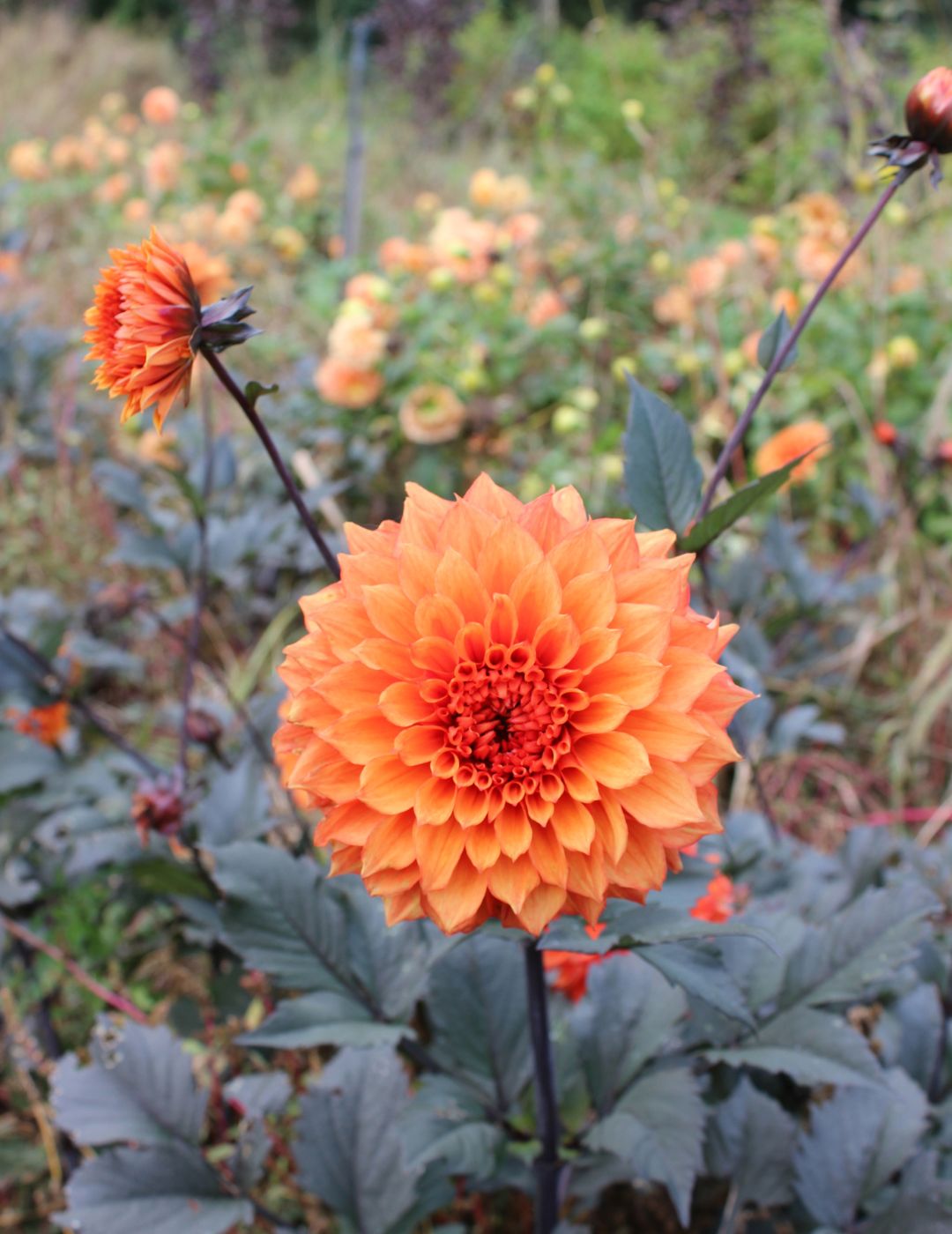 Dahlia Bollywood Dancer (Season:Aug-Sep)