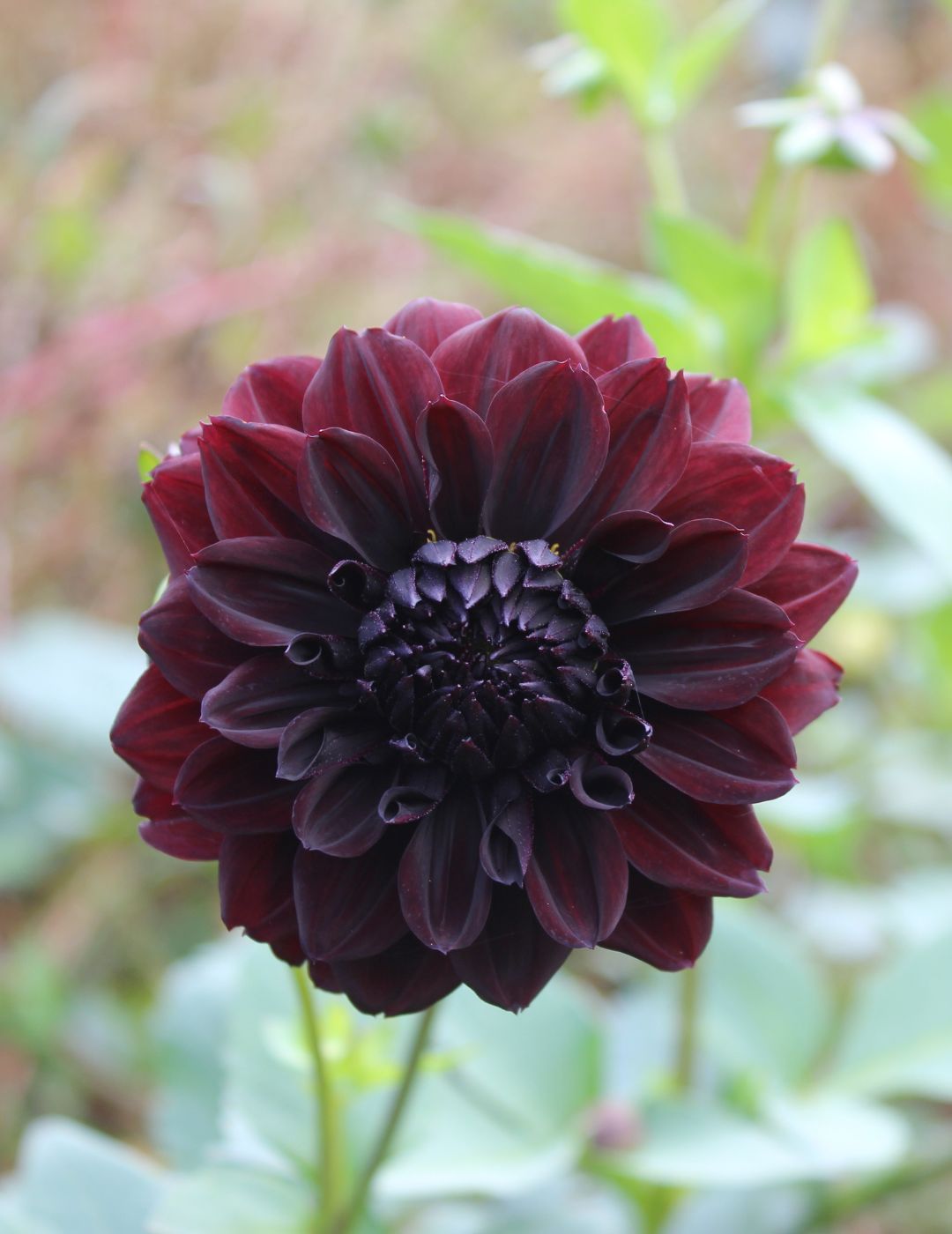 Dahlia Nugget (Season: Aug-Sep)