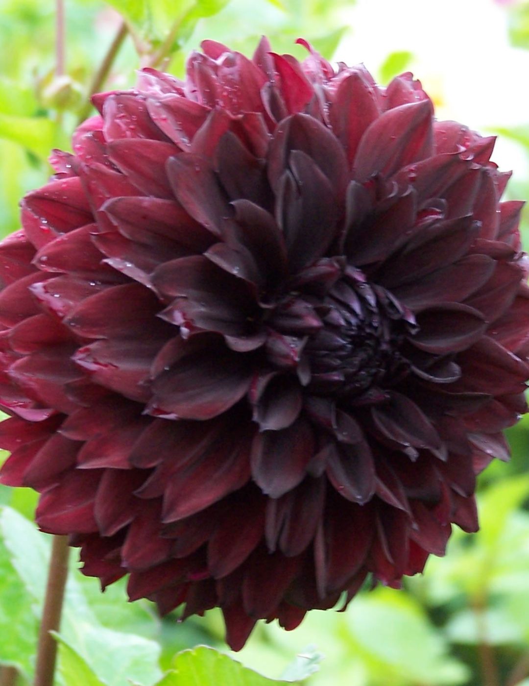 Dahlia Nugget (Season: Aug-Sep)