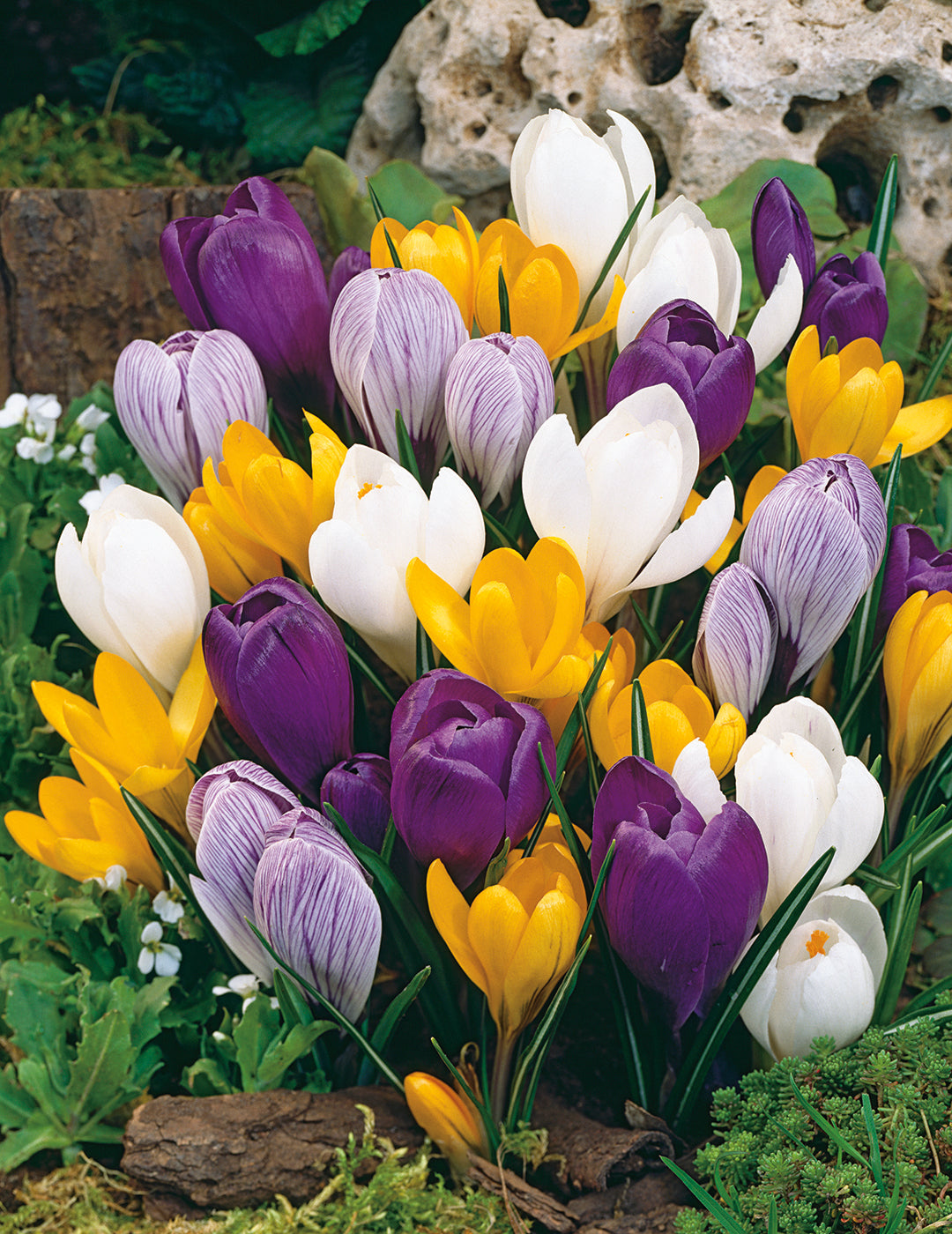 Dutch Crocus Mixed Colours Bulbs