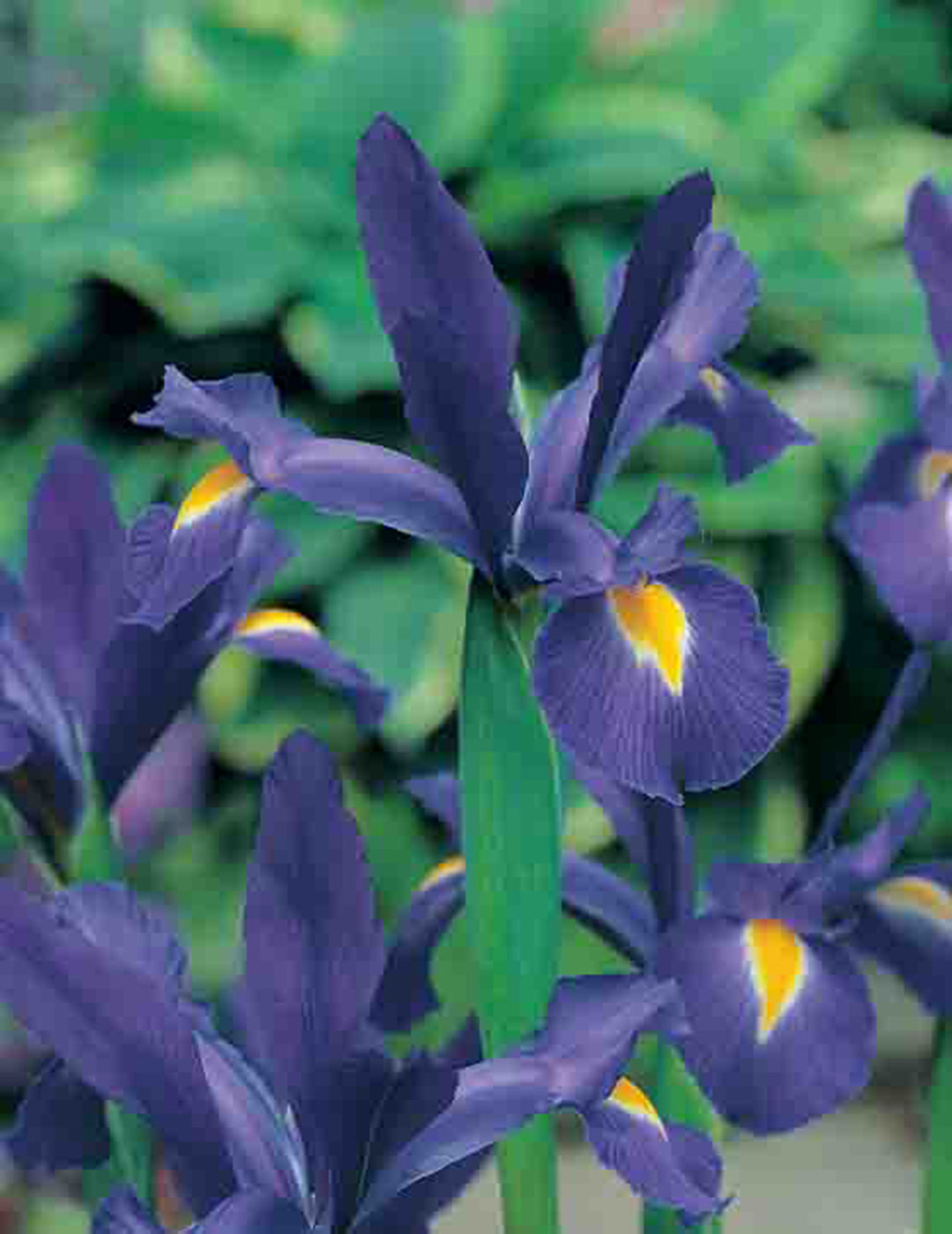 Dutch Iris Acapulco
