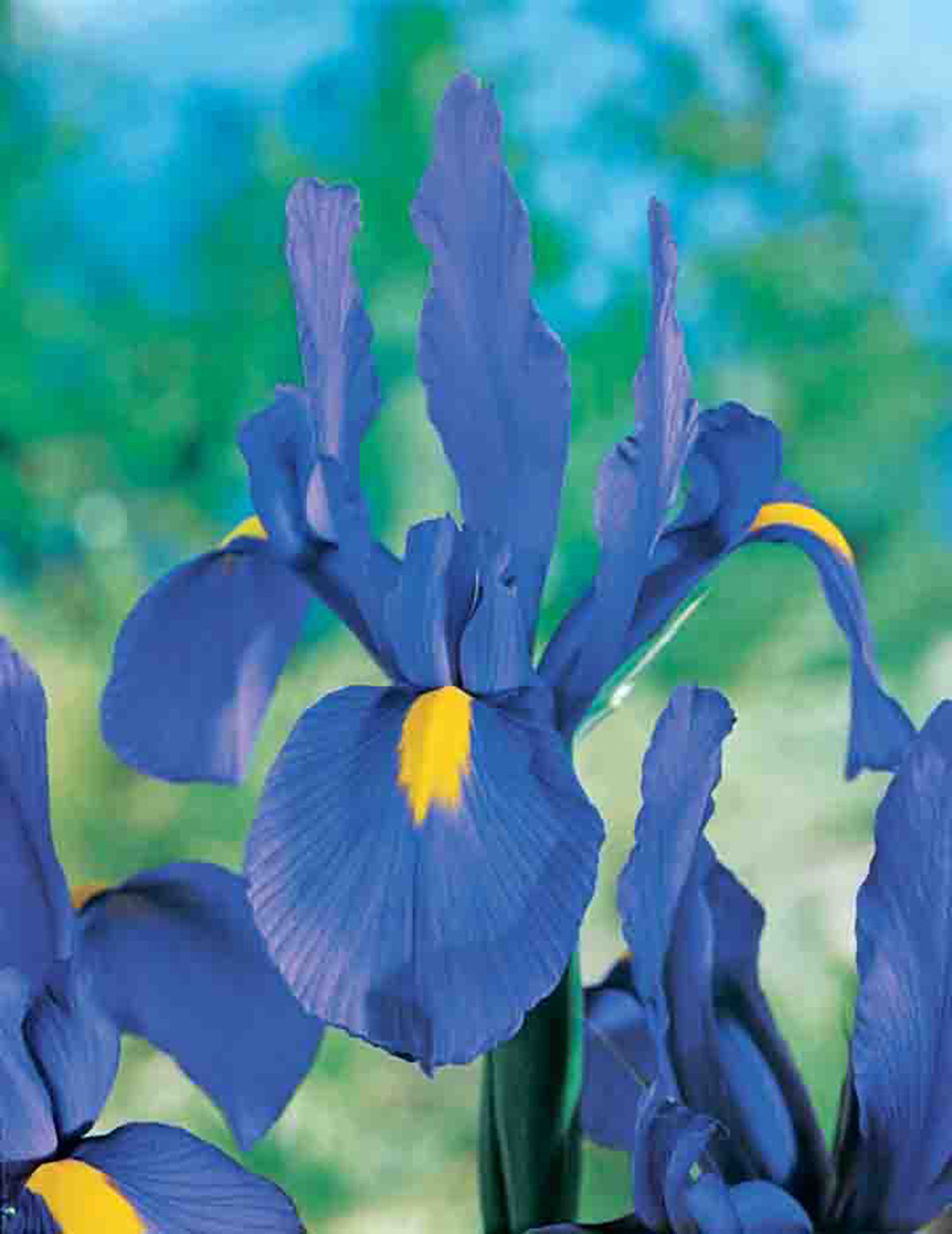 Dutch Iris Jumbo Paris Bulbs