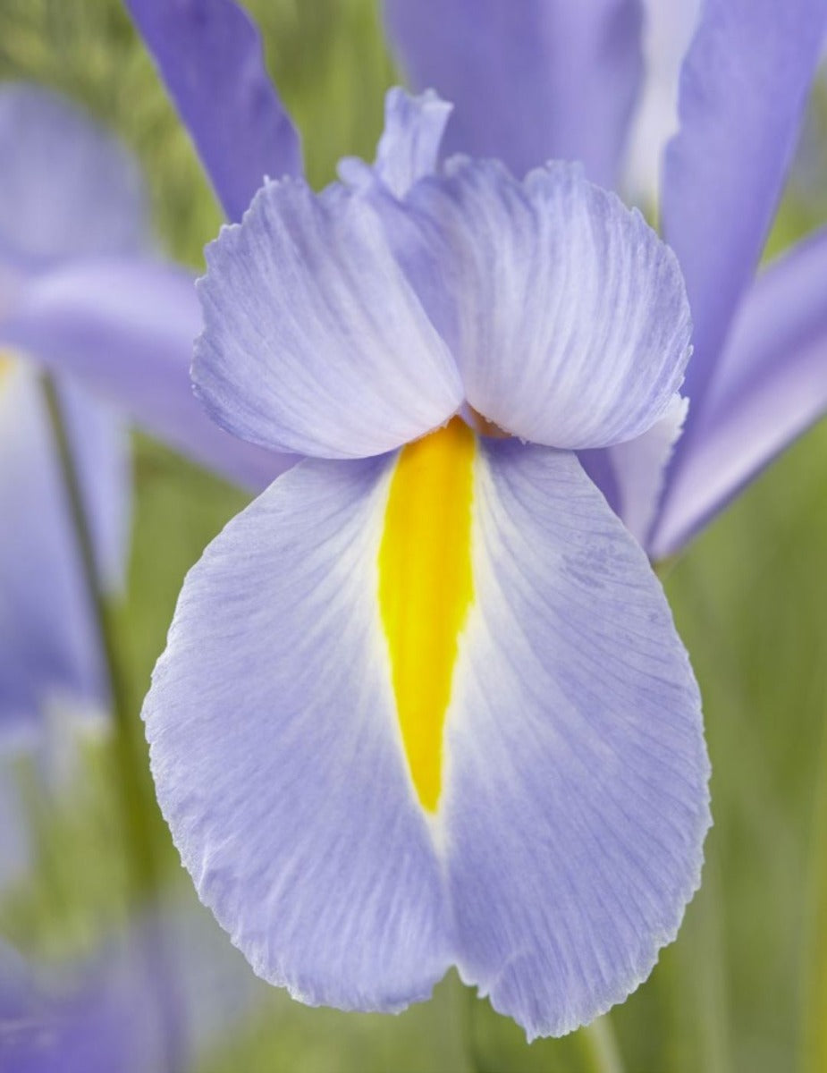 Dutch Iris Discovery Sky Bulbs