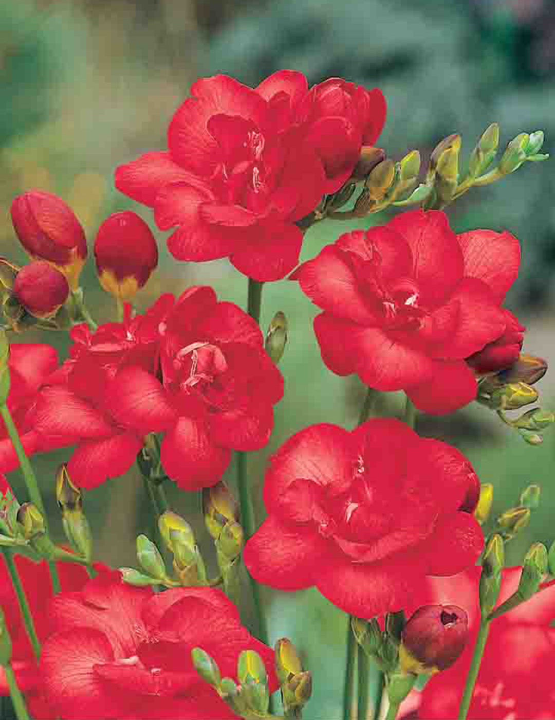 Freesia Double Volcano Bulbs