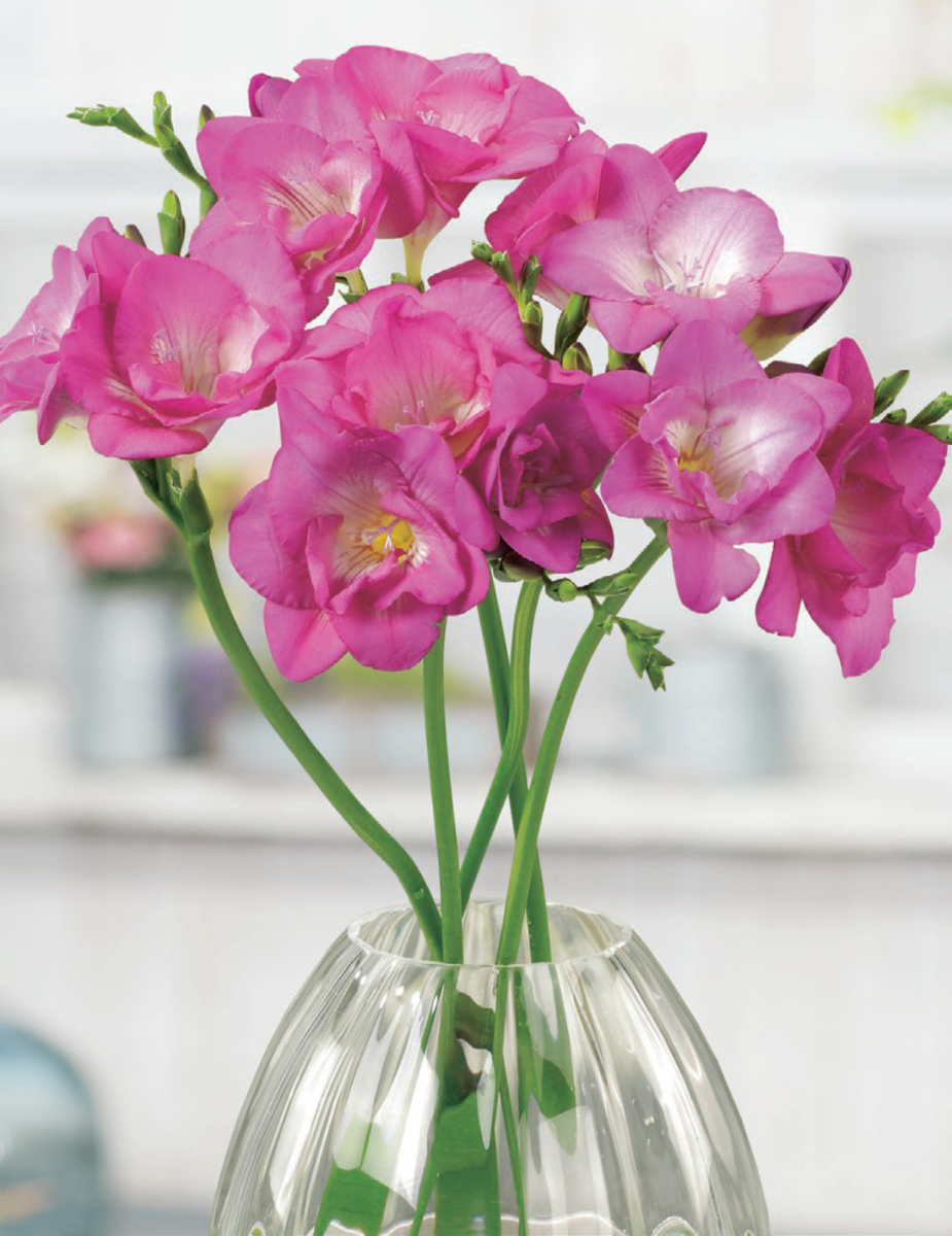 Freesia Imperial Pink