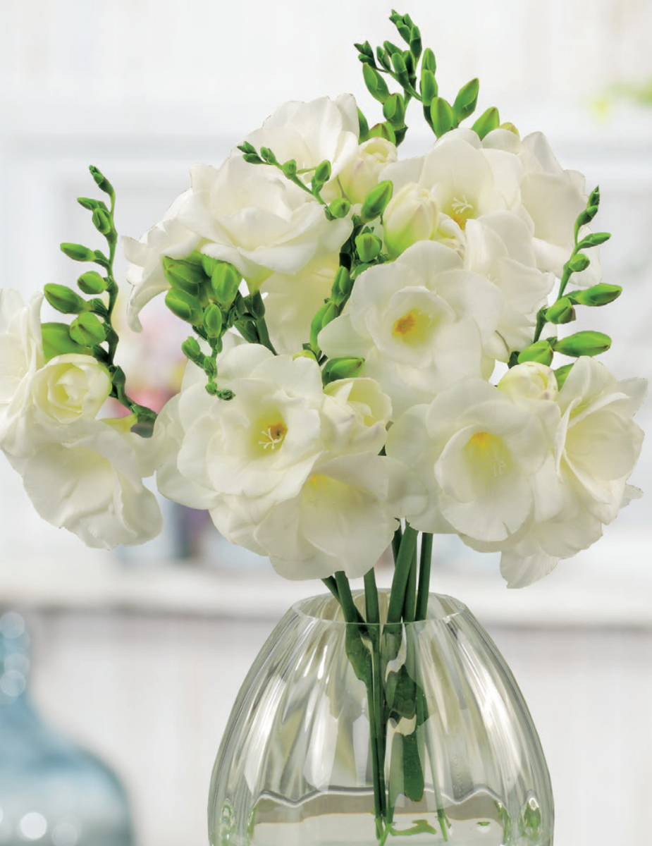Freesia Imperial White