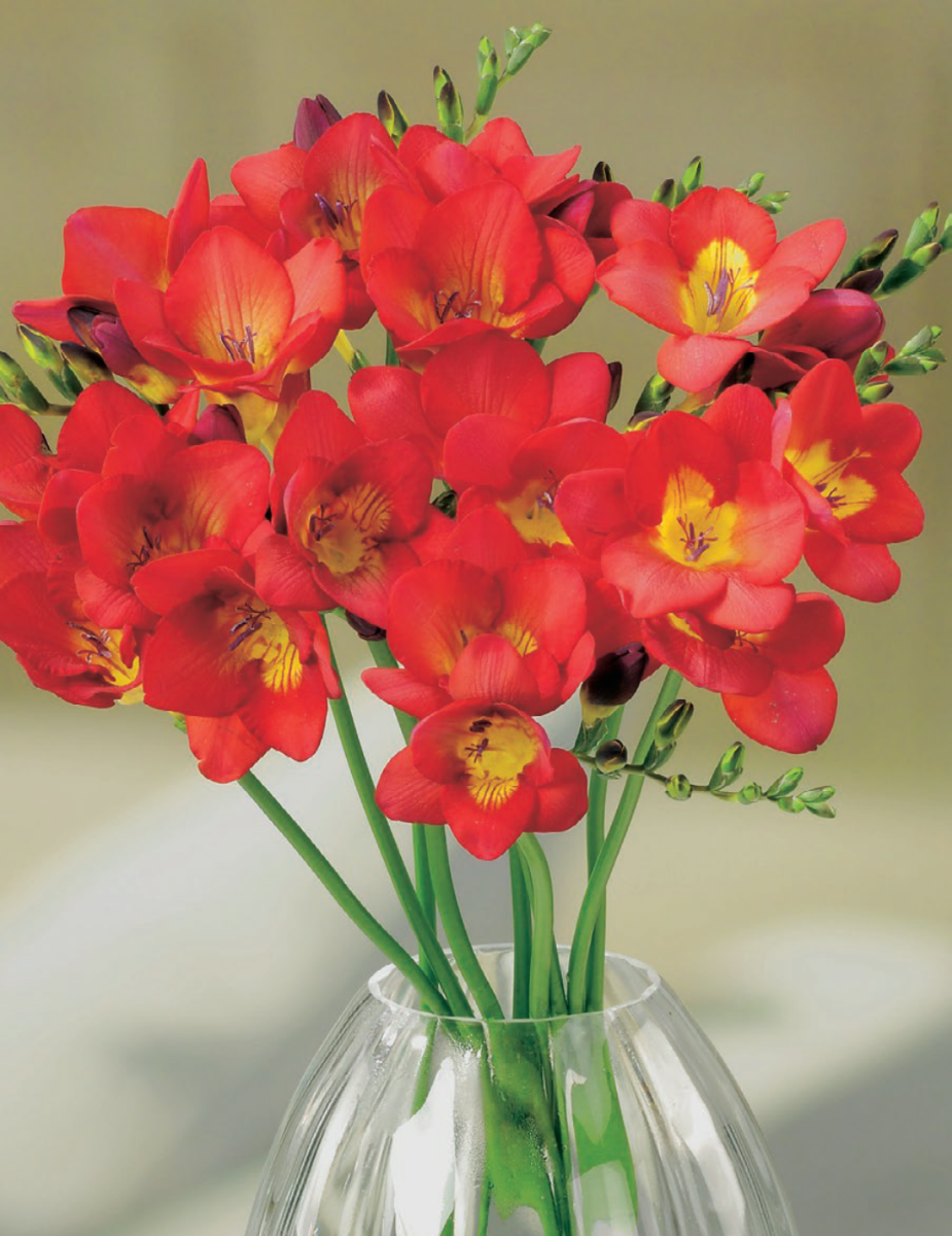 Freesia Scarlet Red
