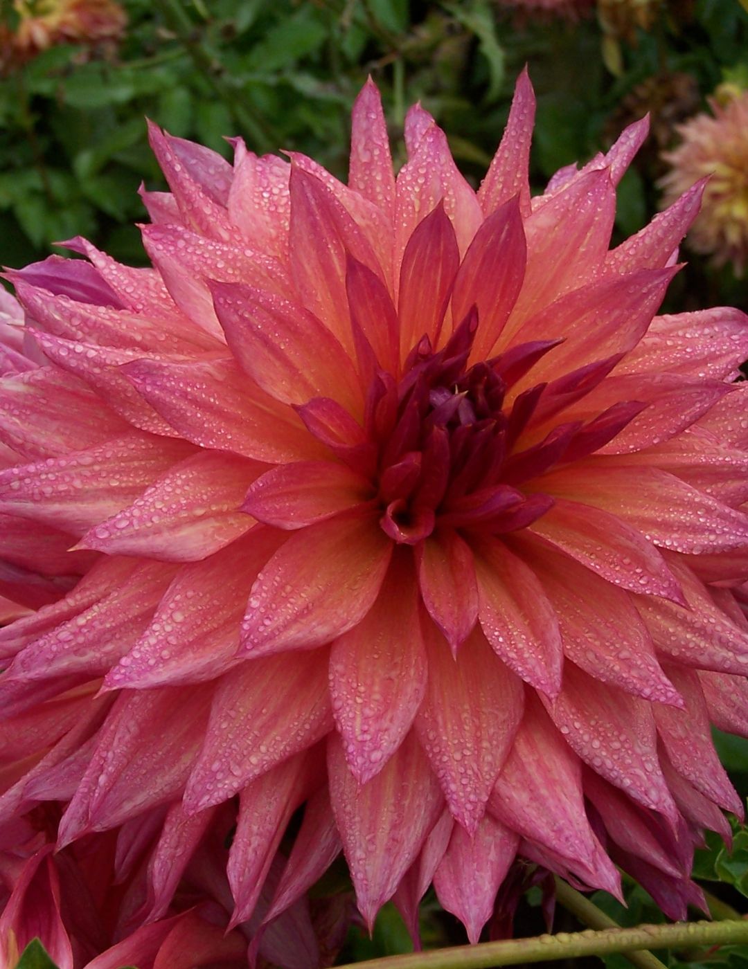 Dahlia French Kiss (Season: Aug-Sep)