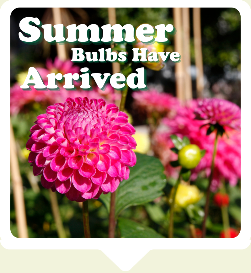 Some of the Oh Sow Simple seeds range, arrayed on a picnic bench, from Mr Fothergill's.