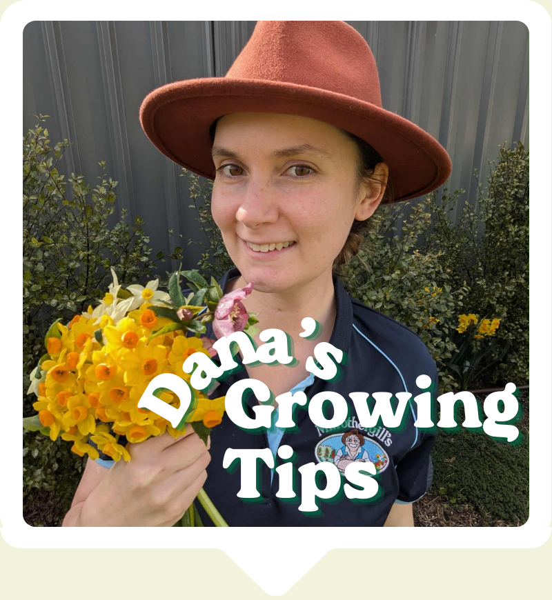 The back of pack of an Oh Sow Simple seed pack for African Marigold, from Mr Fothergill's.