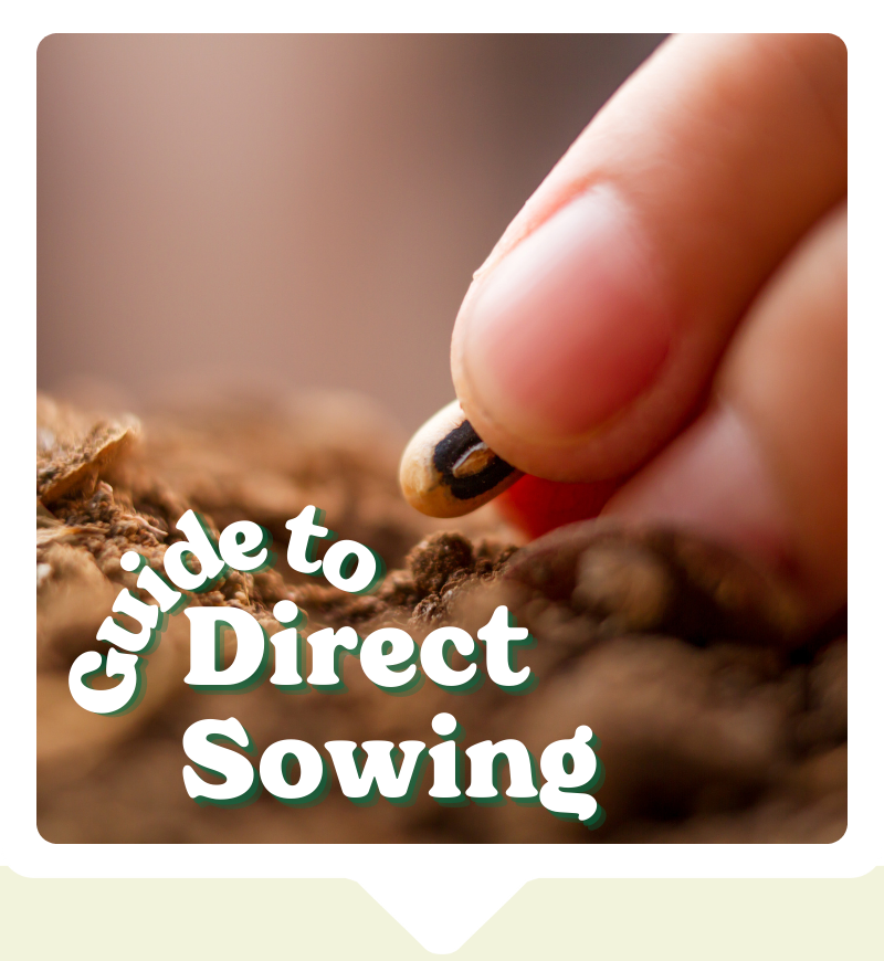 The Oh Sow Simple coco fibre propagation range and greenhouse. Perfect for new gardeners. From Mr Fothergill's.